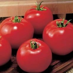 MoneyMaker Organic Tomato Seeds