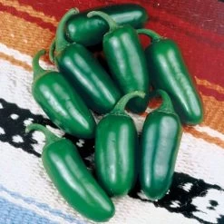 Early Jalapeño Organic Pepper Seeds