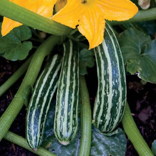 Cocozelle Organic Squash Seeds 3 Cocozelle Organic Squash Seeds