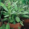 Organic Sage Seeds 1 Organic Sage Seeds -Botanical Bliss 05871 pk p1