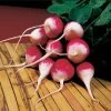 Sparkler Organic Radish Seeds -Botanical Bliss 05875 pk p1