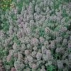English Organic Thyme Seeds -Botanical Bliss 05876 pk p1