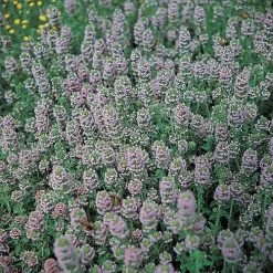 English Organic Thyme Seeds