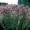 Italian Organic Oregano Seeds 2 Italian Organic Oregano Seeds -Botanical Bliss 05878 pk p1