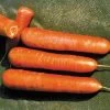 Nantes Organic Carrot Seeds 2 Nantes Organic Carrot Seeds -Botanical Bliss 05879 pk p1