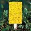 Yellow Sticky Insect Traps - Large -Botanical Bliss 06399