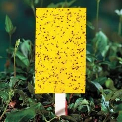 Yellow Sticky Insect Traps - Large