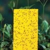 Yellow Sticky Insect Traps - Small -Botanical Bliss 06400