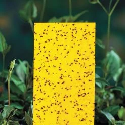 Yellow Sticky Insect Traps - Small