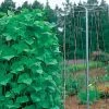 Pole Bean Growing Tower -Botanical Bliss 06885
