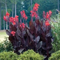 Canna 'Australia' Bulbs