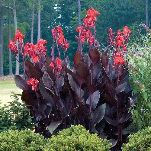 Canna 'Australia' Bulbs -Botanical Bliss 07231