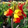 'Cleopatra' Canna Lily Bulbs -Botanical Bliss 07357 pk 3