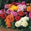 Ranunculus Blend Bulbs -Botanical Bliss 07720 PK 15