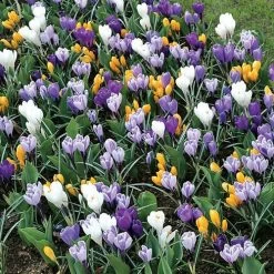 Large-Flowered Economy Mix Crocus Bulbs