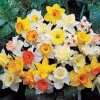 Top Of The Line Daffodil Mix Bulbs -Botanical Bliss 08279 pk 10