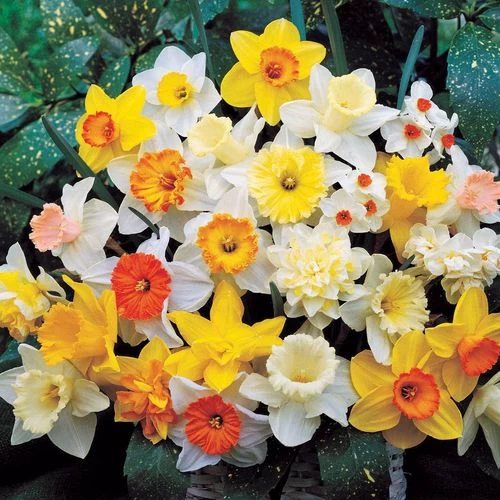 Top Of The Line Daffodil Mix Bulbs 3 Top Of The Line Daffodil Mix Bulbs