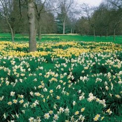 Naturalizing Mix Daffodil Bulbs -Botanical Bliss 08469 PK 20 2