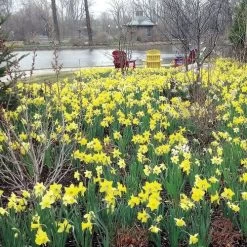 Naturalizing Mix Daffodil Bulbs -Botanical Bliss 08469 PK 20 3