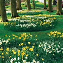 Naturalizing Mix Daffodil Bulbs