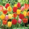 Darwin Hybrid Mix Tulip Bulbs -Botanical Bliss 08907 pk 20