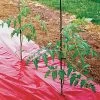 Red Tomato Mulch Fabric - High Yield -Botanical Bliss 09262