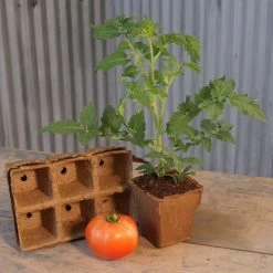 CowPots 3-inch Biodegradable - Pack Of 3 (6-packs) 5 CowPots 3-inch Biodegradable - Pack Of 3 (6-packs) -Botanical Bliss 25825 PK 3 1