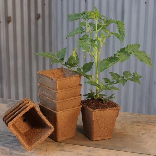 CowPots 4-inch Square Biodegradable - Pack Of 12 4 CowPots 4-inch Square Biodegradable - Pack Of 12 - Image 2