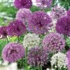 Ornamental Onion Bulbs Festival Box Set 2 Ornamental Onion Bulbs Festival Box Set -Botanical Bliss 25851