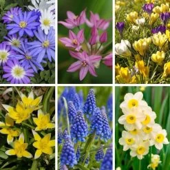 Bees & Butterflies Box Set