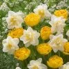 Tulip Daffodil Moon & Stars Bulb Mix 1 Tulip Daffodil Moon & Stars Bulb Mix -Botanical Bliss 25854 pk 12