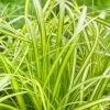 Carex EverColor® 'Eversheen' Japanese Sedge 1 Carex EverColor® 'Eversheen' Japanese Sedge -Botanical Bliss 25859