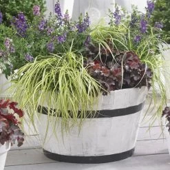 Carex EverColor® 'Eversheen' Japanese Sedge -Botanical Bliss 25859 2