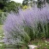 Russian Sage 1 Russian Sage -Botanical Bliss 25881