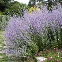 Russian Sage