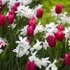 Spring Wonder Bulb Mix -Botanical Bliss 25888 pk 15