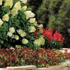 Hydrangea 'Limelight' Panicle Hydrangea -Botanical Bliss 25895 3