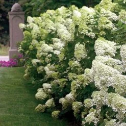Hydrangea 'Limelight' Panicle Hydrangea -Botanical Bliss 25895 4