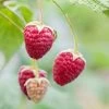 Rubus 'Willamette' Raspberry -Botanical Bliss 25958