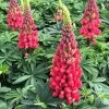 Lupine Westcountry™ Red Rum -Botanical Bliss 26122
