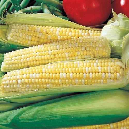 3 Sisters Seed Collection 4 3 Sisters Seed Collection - Image 2