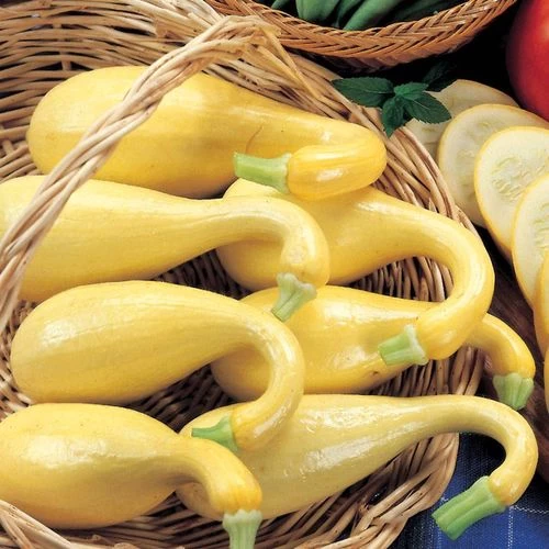 3 Sisters Seed Collection 6 3 Sisters Seed Collection - Image 4