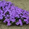 Phlox 'Eye Shadow' -Botanical Bliss 26300