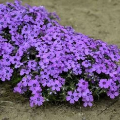 Phlox 'Eye Shadow'
