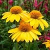 Echinacea Sombrero® Lemon Yellow Improved Coneflower 1 Echinacea Sombrero® Lemon Yellow Improved Coneflower -Botanical Bliss 26329