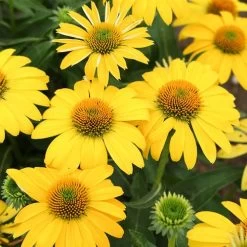 Echinacea Sombrero® Lemon Yellow Improved Coneflower -Botanical Bliss 26329 1