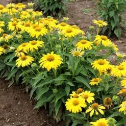 Echinacea Sombrero® Lemon Yellow Improved Coneflower -Botanical Bliss 26329 2