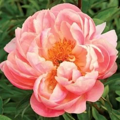 'Pink Hawaiian Coral' Peony