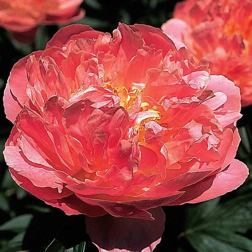 'Pink Hawaiian Coral' Peony 4 'Pink Hawaiian Coral' Peony - Image 2