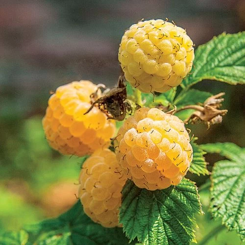 Rubus 'Fall Gold' Raspberry 3 Rubus 'Fall Gold' Raspberry